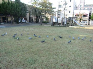 公園内ハトがたくさん